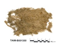 藏品(毛葉泥炭苔)的圖片